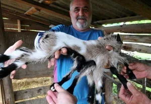 The 'Alien' Baby Goat and Other Bizarre Animals Shocking the World - image 4