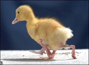 The 'Alien' Baby Goat and Other Bizarre Animals Shocking the World - image 7