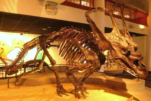 The Extraordinary Shield-Bearing Dinosaur: A Unique Discovery in Paleontology - image 7