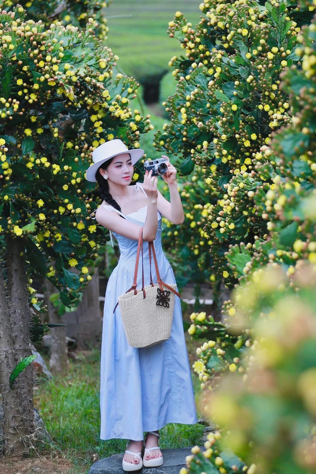 Check-in: The Picture-Perfect Ancient Cactus Garden in Moc Chau