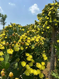 Check-in: The Picture-Perfect Ancient Cactus Garden in Moc Chau - image 6