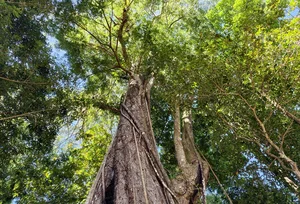 Exploring the Ancient 2,500-Year-Old Red Pine Forest on Elephant Mountain - image 2