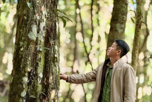 Exploring the Ancient 2,500-Year-Old Red Pine Forest on Elephant Mountain - image 7