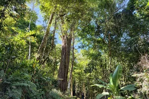 Exploring the Ancient 2,500-Year-Old Red Pine Forest on Elephant Mountain - image 3