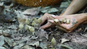The Rare Midnight Mushroom: Why This Delicacy Costs Millions - image 9