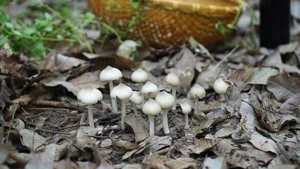 The Rare Midnight Mushroom: Why This Delicacy Costs Millions - image 2