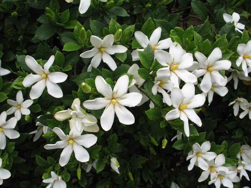 Top 10 Most Fragrant Flowers in the World: Discover the Scent of Vietnam's Favorite
