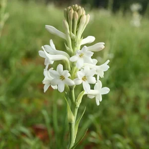 Top 10 Most Fragrant Flowers in the World: Discover the Scent of Vietnam's Favorite - image 8