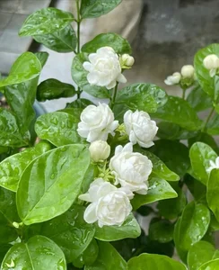 Top 10 Most Fragrant Flowers in the World: Discover the Scent of Vietnam's Favorite - image 2
