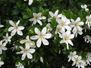 Top 10 Most Fragrant Flowers in the World: Discover the Scent of Vietnam's Favorite - image 0