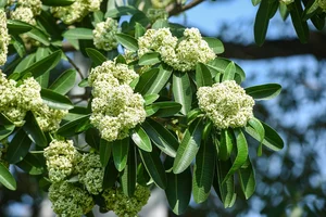 Top 10 Most Fragrant Flowers in the World: Discover the Scent of Vietnam's Favorite - image 4