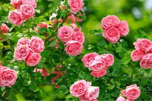 Top 10 Most Fragrant Flowers in the World: Discover the Scent of Vietnam's Favorite - image 5