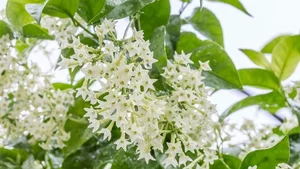Top 10 Most Fragrant Flowers in the World: Discover the Scent of Vietnam's Favorite - image 7