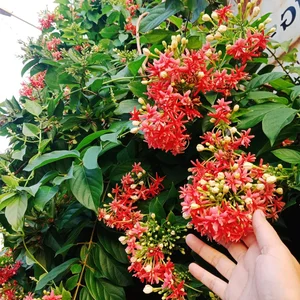 Top 10 Most Fragrant Flowers in the World: Discover the Scent of Vietnam's Favorite - image 6