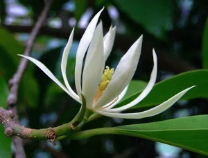 Top 10 Most Fragrant Flowers in the World: Discover the Scent of Vietnam's Favorite - image 1