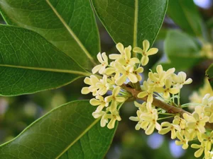 Top 10 Most Fragrant Flowers in the World: Discover the Scent of Vietnam's Favorite - image 9