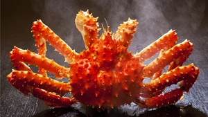 Carcinisation: The Bizarre Evolutionary Phenomenon of Creatures Turning Into Crabs - image 1