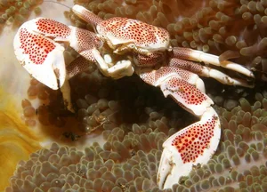 Carcinisation: The Bizarre Evolutionary Phenomenon of Creatures Turning Into Crabs - image 7