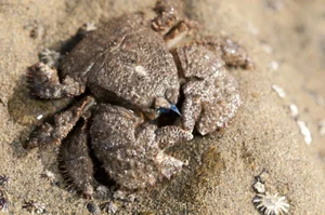 Carcinisation: The Bizarre Evolutionary Phenomenon of Creatures Turning Into Crabs - image 6