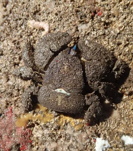 Carcinisation: The Bizarre Evolutionary Phenomenon of Creatures Turning Into Crabs - image 3