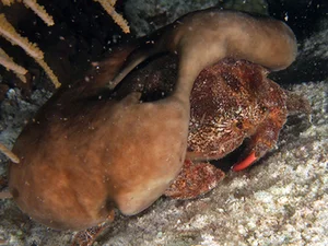 Carcinisation: The Bizarre Evolutionary Phenomenon of Creatures Turning Into Crabs - image 4