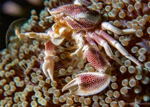 Carcinisation: The Bizarre Evolutionary Phenomenon of Creatures Turning Into Crabs - image 0