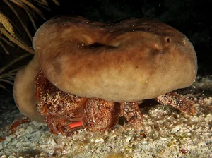 Carcinisation: The Bizarre Evolutionary Phenomenon of Creatures Turning Into Crabs - image 2