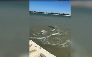 Nature's Raw Power: Witnessing the Intense Battle Between a Hammerhead Shark and a Ray - image 2
