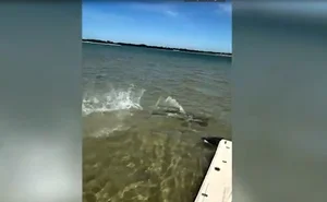 Nature's Raw Power: Witnessing the Intense Battle Between a Hammerhead Shark and a Ray - image 3