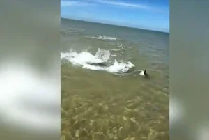 Nature's Raw Power: Witnessing the Intense Battle Between a Hammerhead Shark and a Ray - image 0