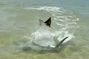 Nature's Raw Power: Witnessing the Intense Battle Between a Hammerhead Shark and a Ray - image 1