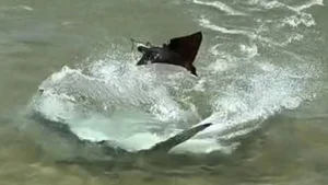 Nature's Raw Power: Witnessing the Intense Battle Between a Hammerhead Shark and a Ray - image 7