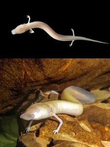 The Mystery of the Cave Dragon: A Creature That Survives a Decade Without Food - image 4