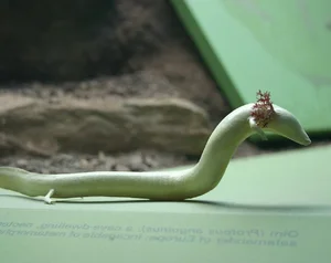 The Mystery of the Cave Dragon: A Creature That Survives a Decade Without Food - image 0