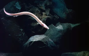 The Mystery of the Cave Dragon: A Creature That Survives a Decade Without Food - image 5