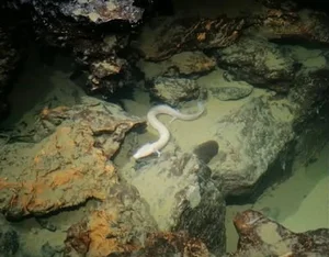 The Mystery of the Cave Dragon: A Creature That Survives a Decade Without Food - image 2