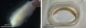 The Mystery of the Cave Dragon: A Creature That Survives a Decade Without Food - image 3