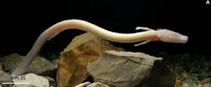 The Mystery of the Cave Dragon: A Creature That Survives a Decade Without Food - image 1