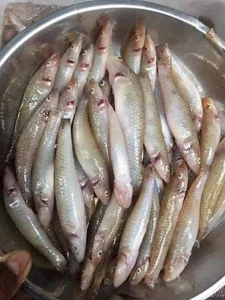 The Rare Seasonal Delicacy: From 'Poor Man's Fish' to Luxury Food - image 1
