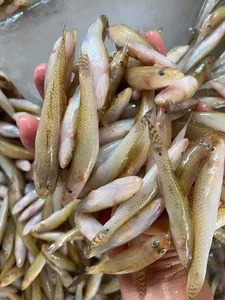 The Rare Seasonal Delicacy: From 'Poor Man's Fish' to Luxury Food - image 5