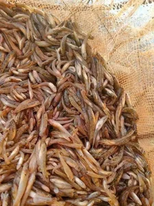 The Rare Seasonal Delicacy: From 'Poor Man's Fish' to Luxury Food - image 2