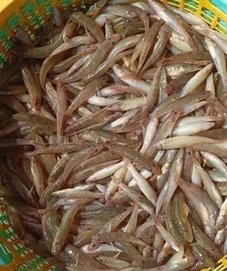 The Rare Seasonal Delicacy: From 'Poor Man's Fish' to Luxury Food - image 4
