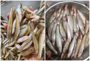 The Rare Seasonal Delicacy: From 'Poor Man's Fish' to Luxury Food - image 7