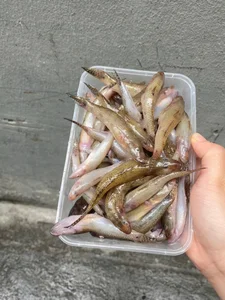 The Rare Seasonal Delicacy: From 'Poor Man's Fish' to Luxury Food - image 3