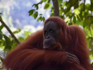 Astonishing Discovery: Sumatra Orangutans Found Communicating Like Humans - image 3