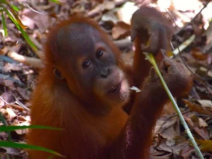 Astonishing Discovery: Sumatra Orangutans Found Communicating Like Humans - image 2