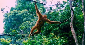 Astonishing Discovery: Sumatra Orangutans Found Communicating Like Humans - image 1