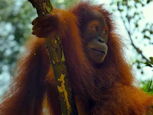 Astonishing Discovery: Sumatra Orangutans Found Communicating Like Humans - image 8