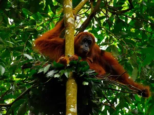 Astonishing Discovery: Sumatra Orangutans Found Communicating Like Humans - image 4