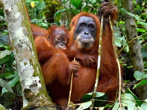 Astonishing Discovery: Sumatra Orangutans Found Communicating Like Humans - image 7
